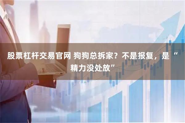 股票杠杆交易官网 狗狗总拆家？不是报复，是 “精力没处放”