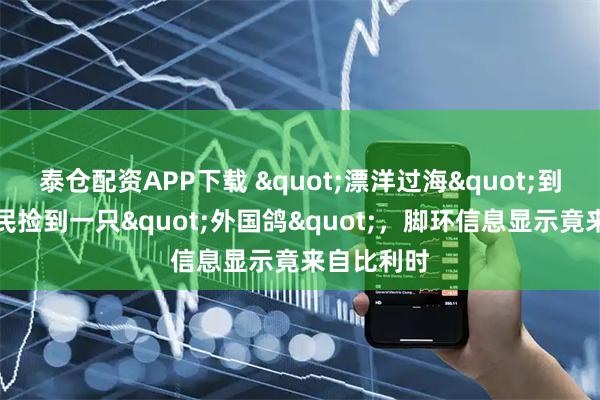 泰仓配资APP下载 "漂洋过海"到贵阳？市民捡到一只"外国鸽"，脚环信息显示竟来自比利时